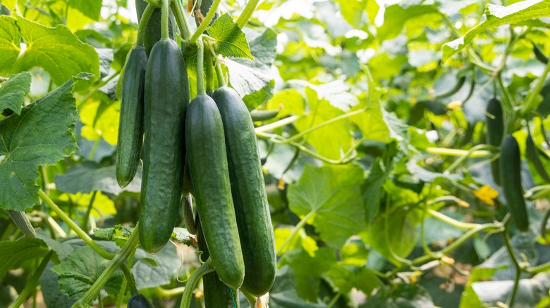 cucumbers growing on the vine