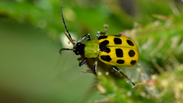 spotted cucumber beetle on a plant