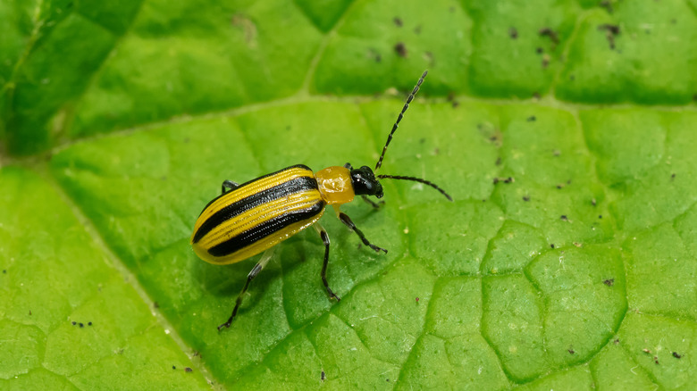 striped cucumber beetles on foliage