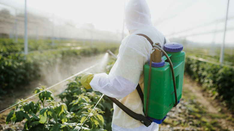 person spraying lawn with fertilizer