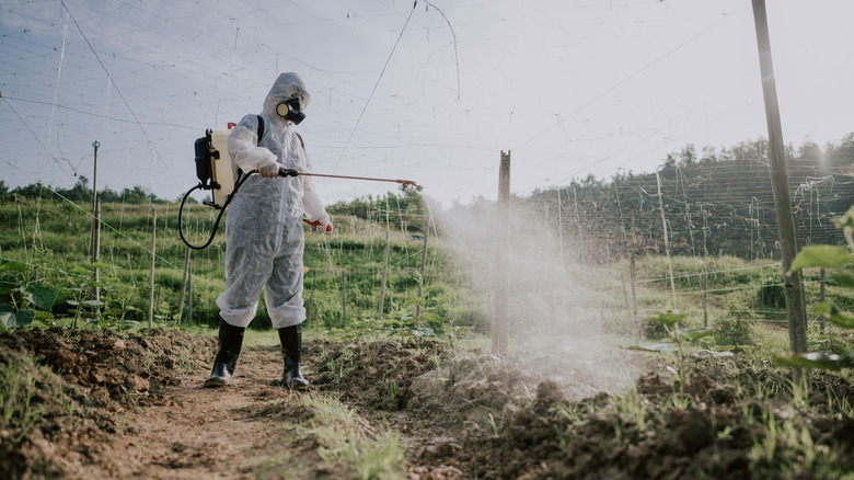 person spraying herbicides