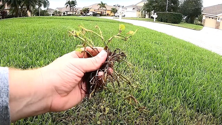 Hand holding uprooted dayflower 