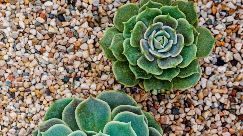 small stones around plants