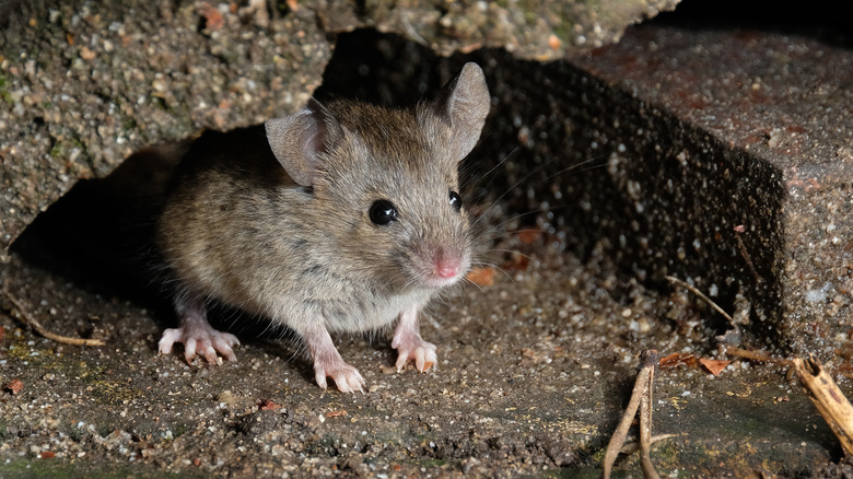 Mouse outside of a house