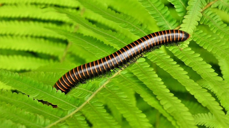 Millipede on green leaves