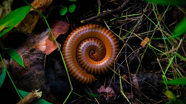 Rolled up millipede on soil