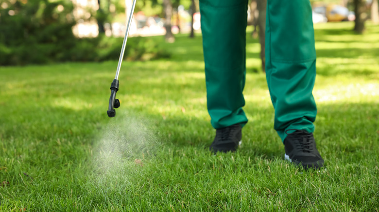 Spraying pesticide on grass