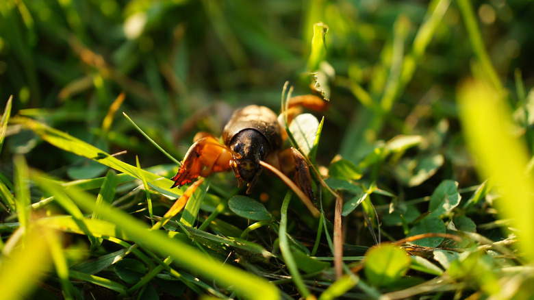 Mole cricket on grass