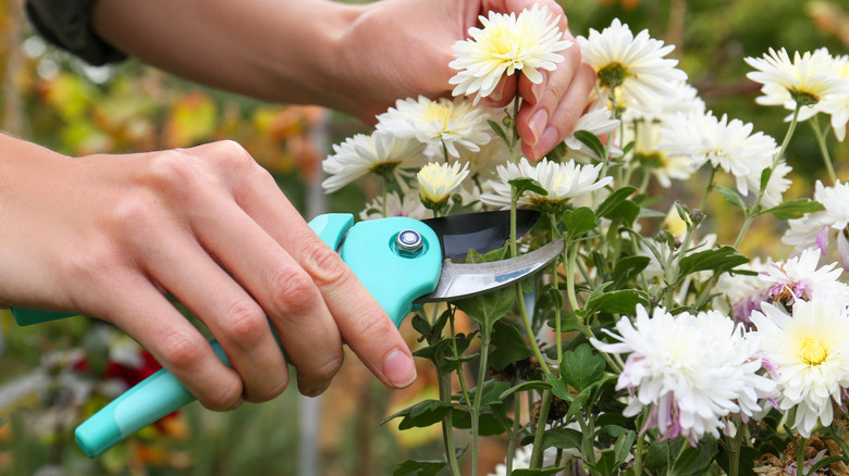 Woman pruning chrysanthemum flowers