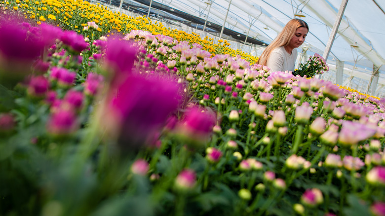 A woman picking chrysanthemums in a greenhouse