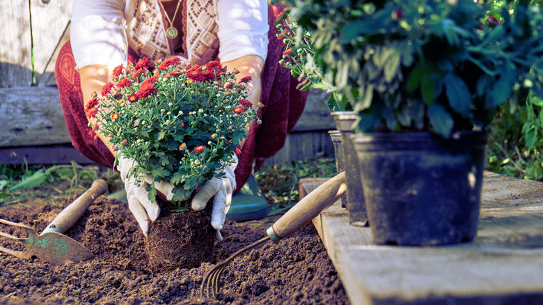 Person planting red mums into the ground