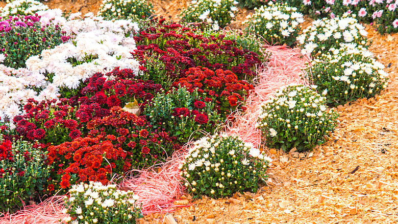 Chrysanthemum display with mulch