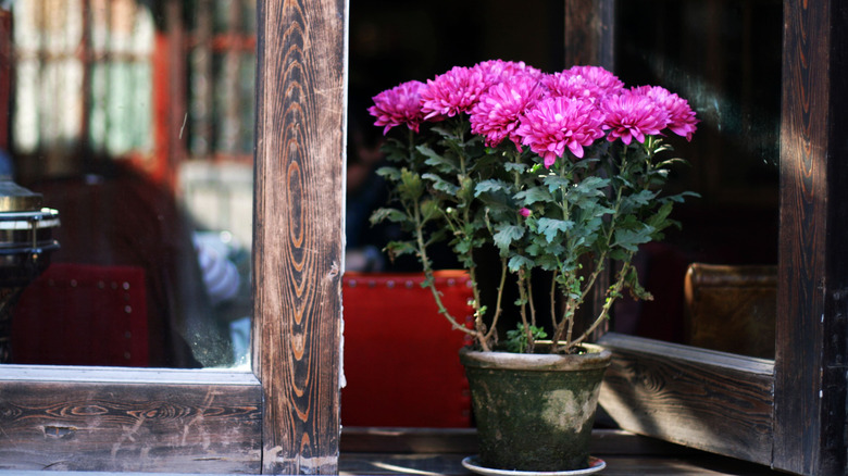 Potted chrysanthemums on a porch