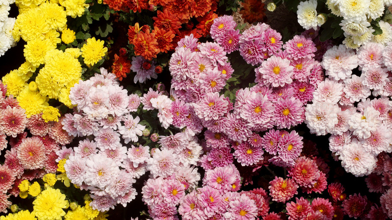 Multiple chrysanthemum blooms in various colors