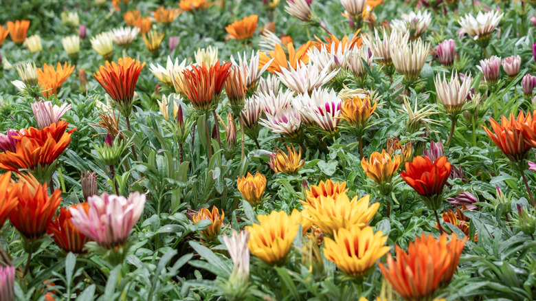 Chrysanthemums just about to bloom in a garden