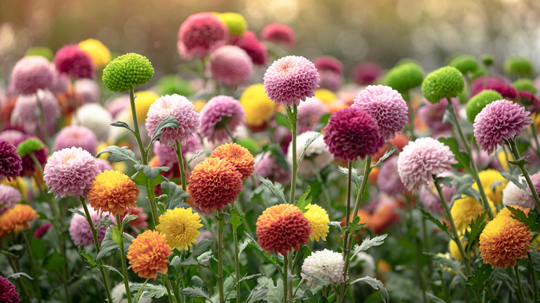 Tall mum flowers in bloom during summer