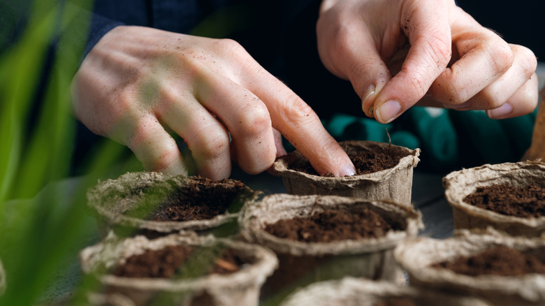 Woman planting seeds in biodegradable pots