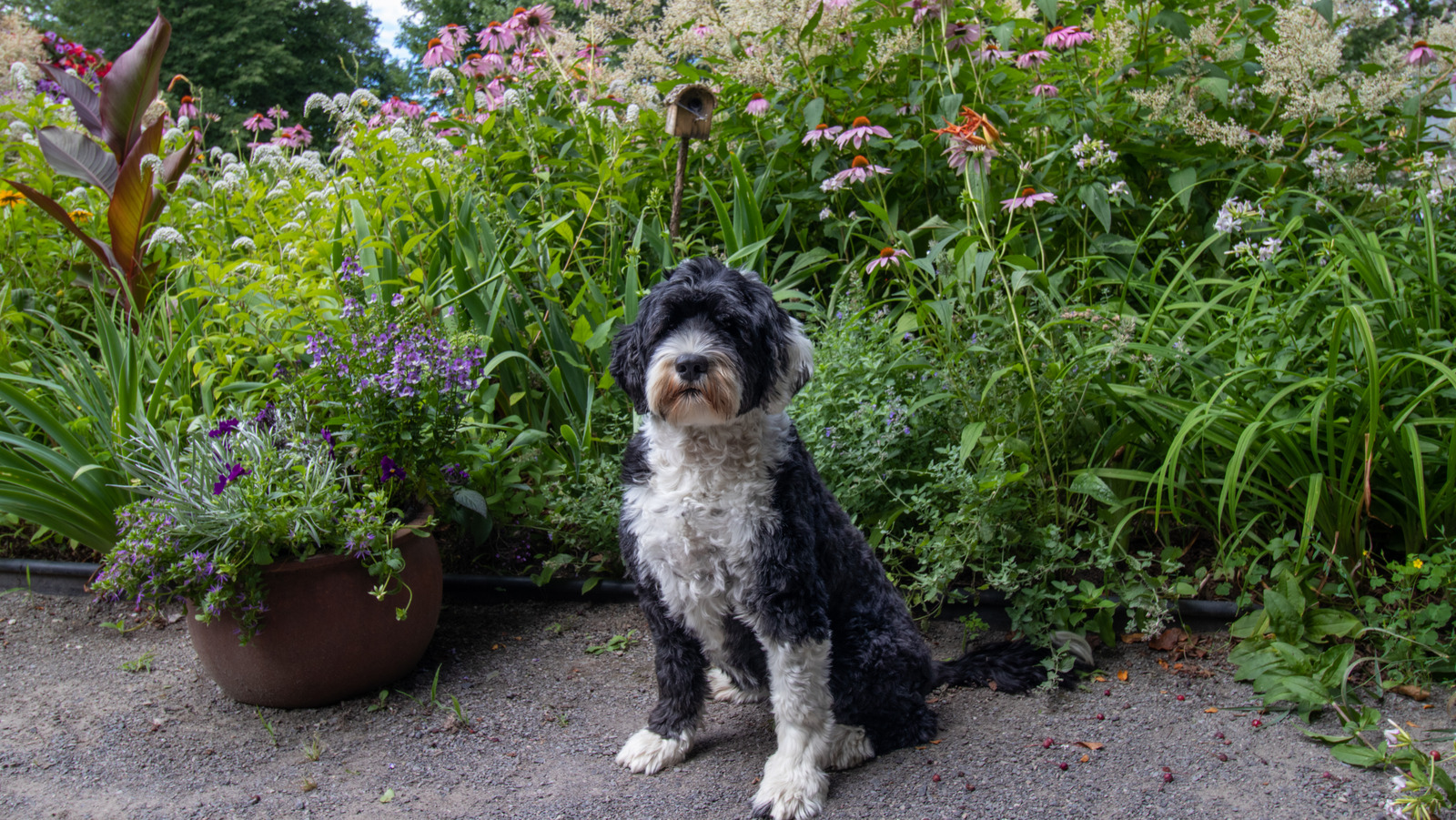 How To Keep Neighborhood Dogs From Damaging Your Precious Lawn