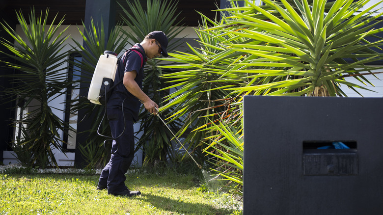 Exterminator spraying near palm trees