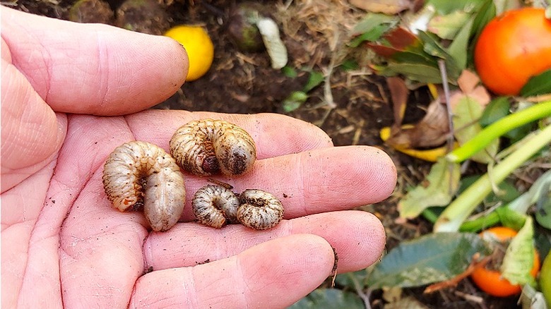 Hand holding cutworms from compost