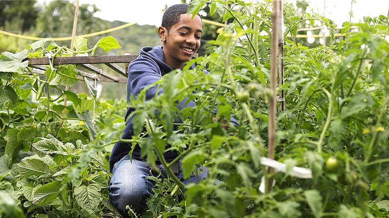 Caring for tomato plants