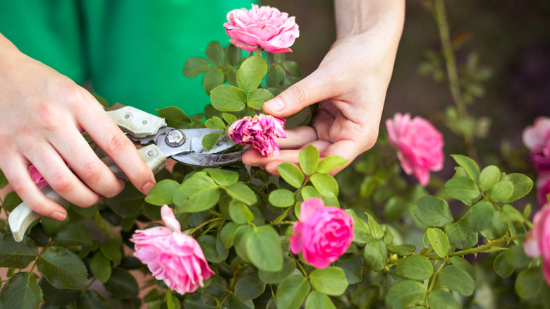 gardener pruning pink roses