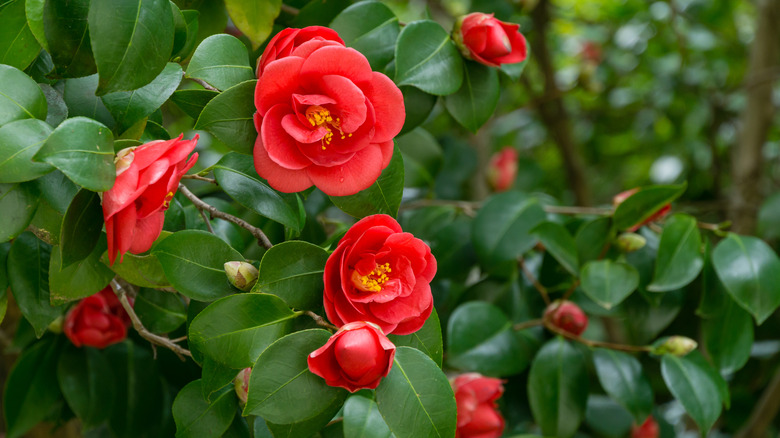 red roses blooming among leaves