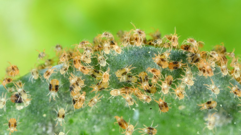 spider mite infestation on plant