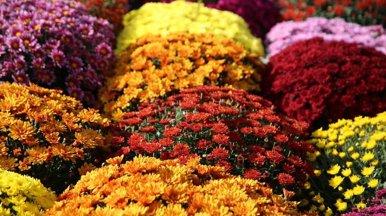 multiple potted mums in bloom