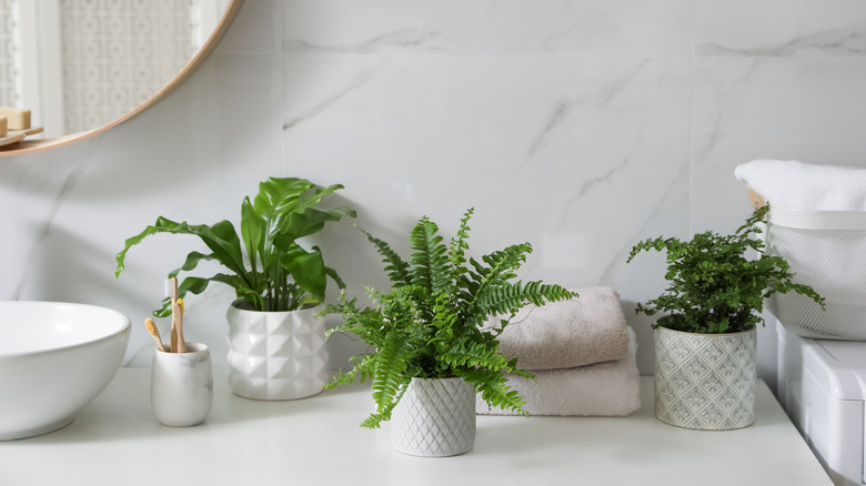 potted plants on a bathroom countertop