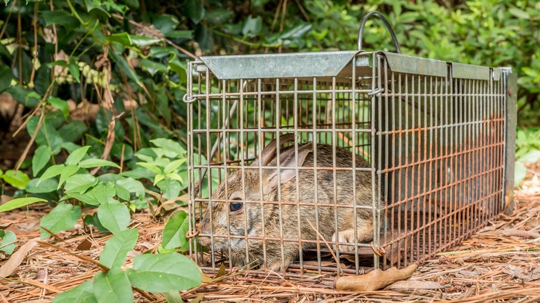 rabbit in trap