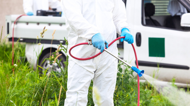 eliminating ragweed