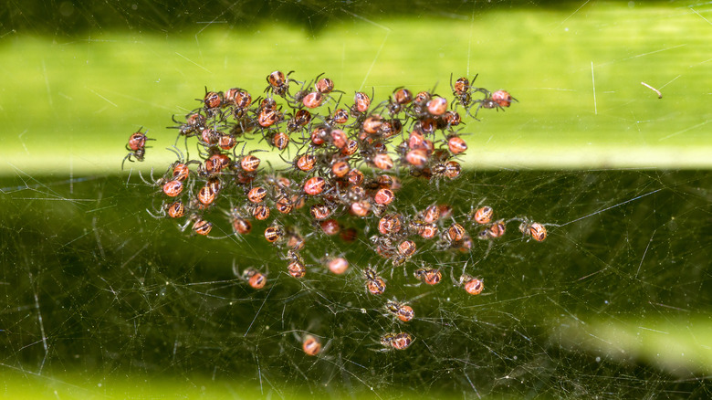 baby spiders in nest