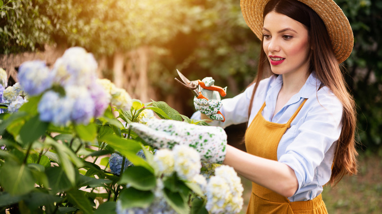 Woman in hat pruning hydrangeas