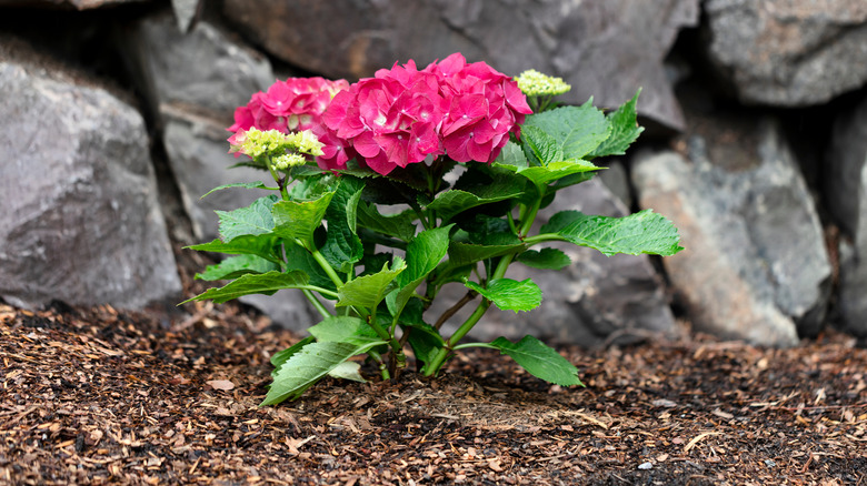 Hydrangea with brown wood mulch