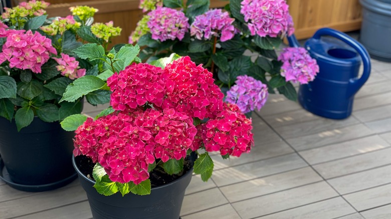 hydrangeas with watering can
