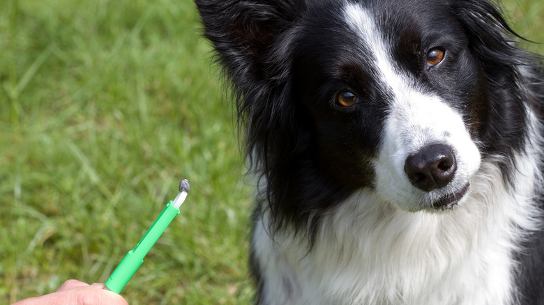 tick pulled off dog