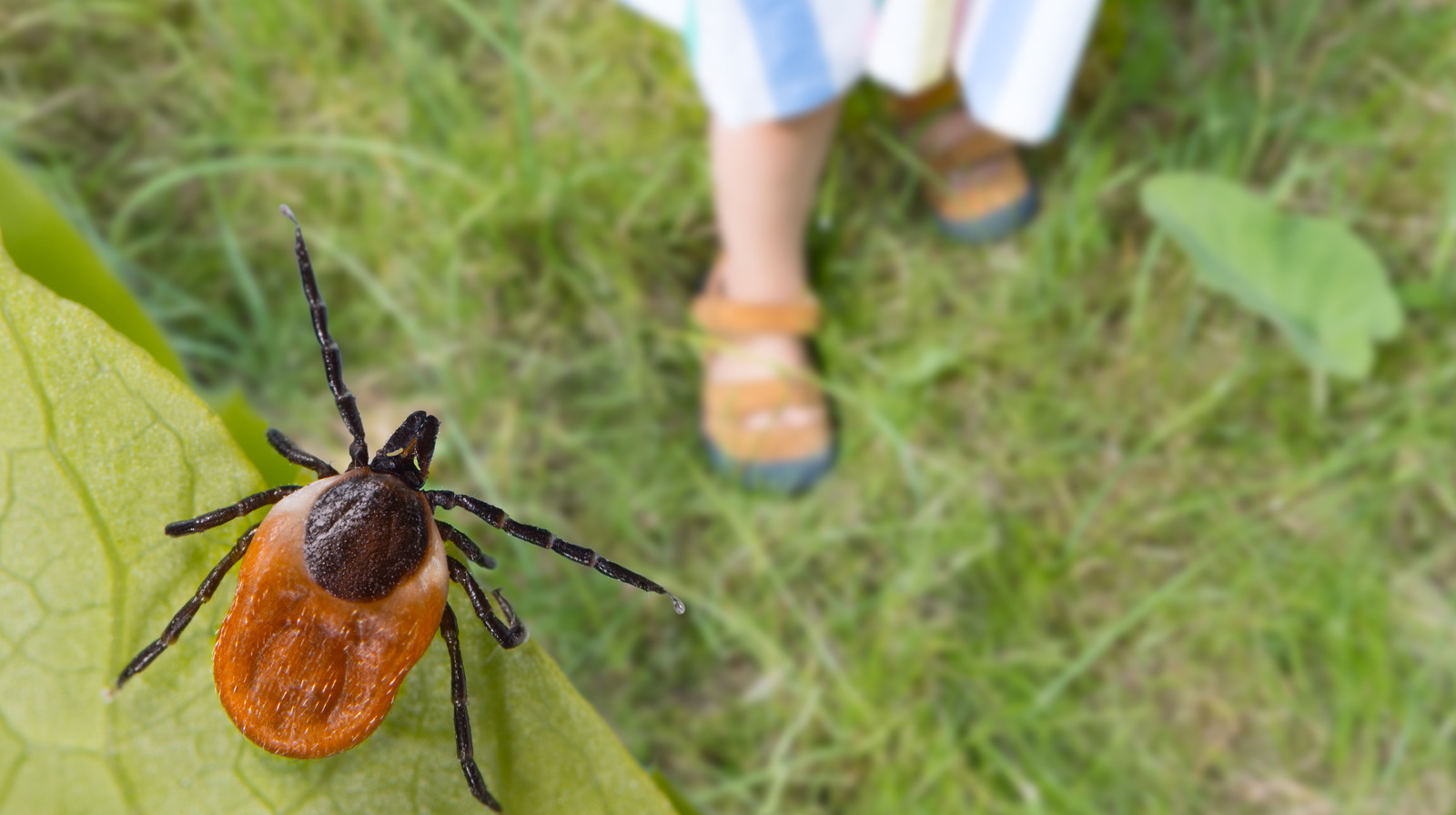 how-to-keep-ticks-out-of-your-house