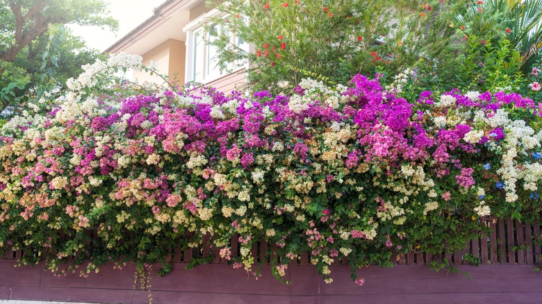 Bougainvillea grows beautifully on a fence.