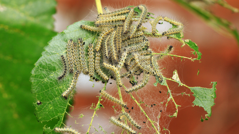 Webworms eating a leaf.