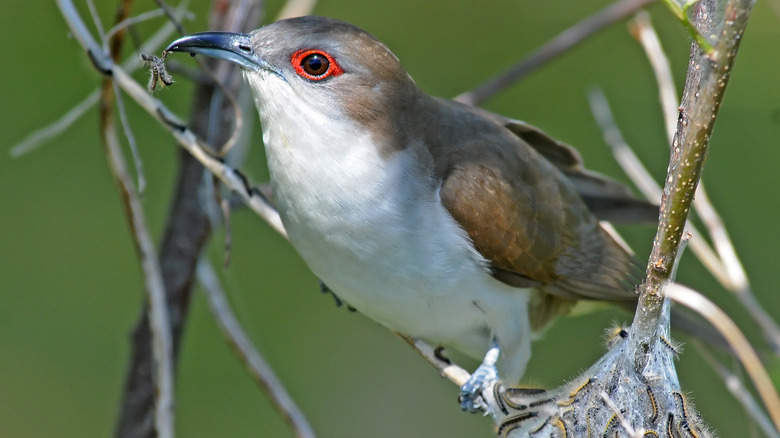 A bird with a webworm in its mouth.