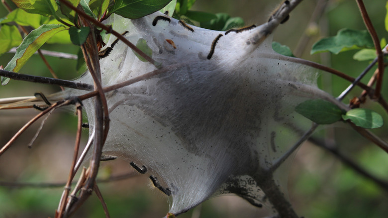 A webworm nest in a tree.