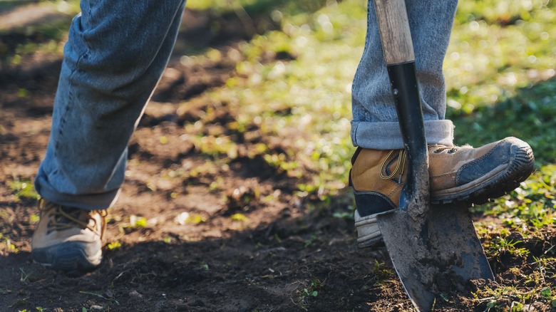 Digging up invasive roses