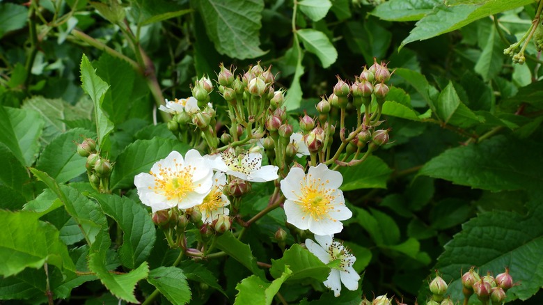 blooming multiflora rose