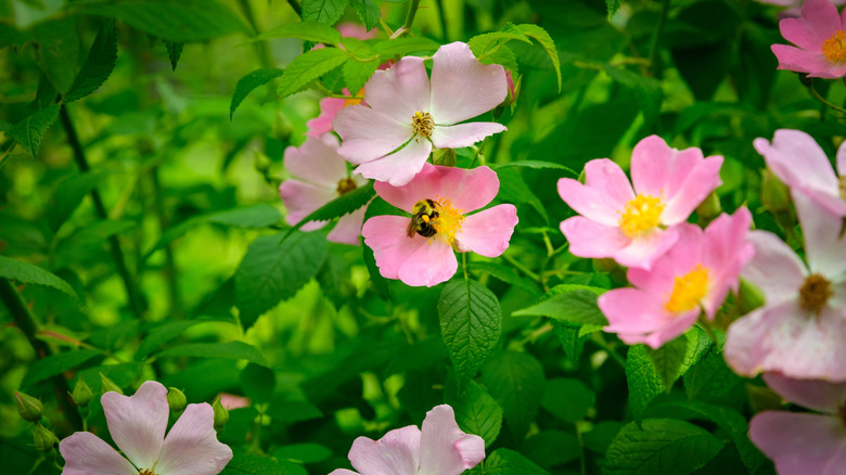 Blooming Carolina rose