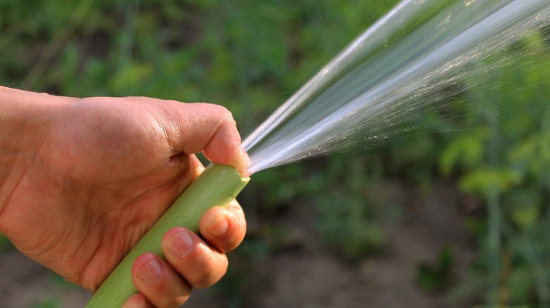 Spraying garden with water hose