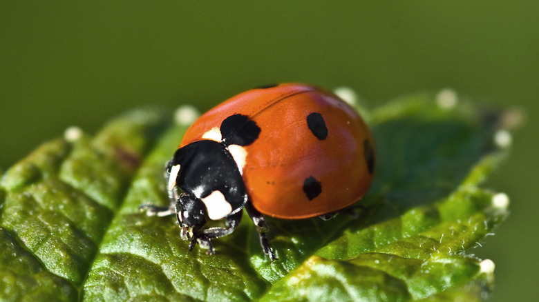 Ladybug on green leaf