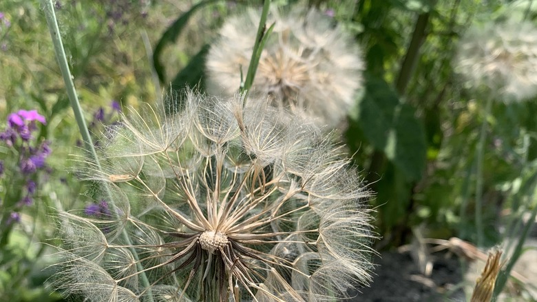yellow salsify seeds