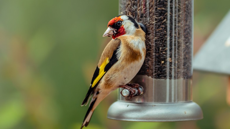 A goldfinch at a tube feeder full of nyjer seed