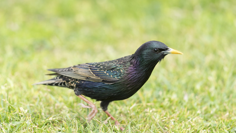 A starling walking in grass